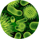 Hnilobný zápach bakterie