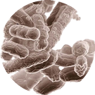 koliformné baktérie