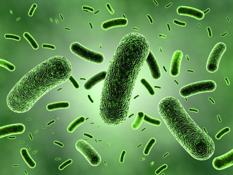 Baktérie Legionella